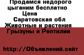 Продамся недорого цыганим бесплатно  › Цена ­ 1 000 - Саратовская обл. Животные и растения » Грызуны и Рептилии   